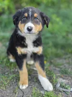 Dallas, a male Australian Shepherd for sale in Wytheville, VA – Photo 1 of 4