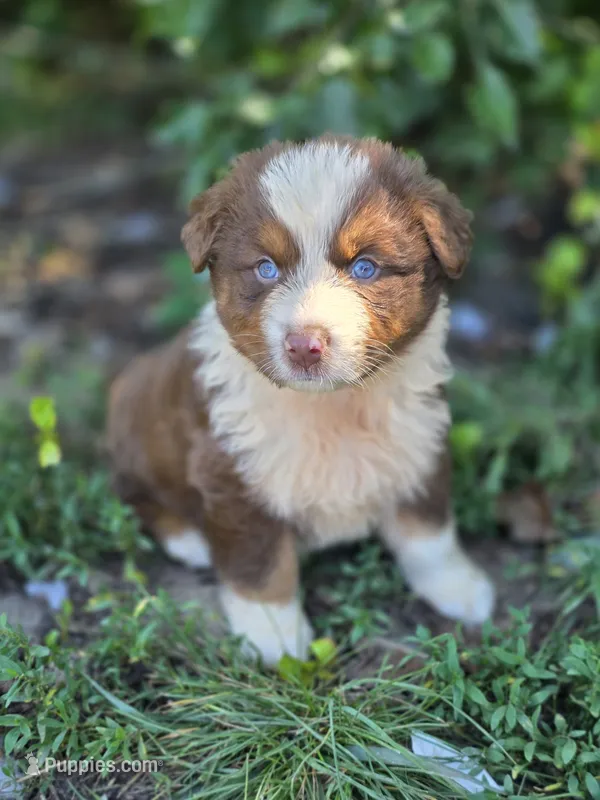 Huck (💚) – Australian Shepherd puppy for sale in Wytheville, VA
