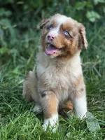 Whiskey  ( 💙), a male Australian Shepherd for sale in Wytheville, VA – 4 of 8