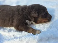 Indie, a female Australian Shepherd for sale in Wytheville, VA – 6 of 10