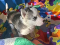 Black and white , a male Siberian Husky for sale in South Bend, IN – 6 of 7