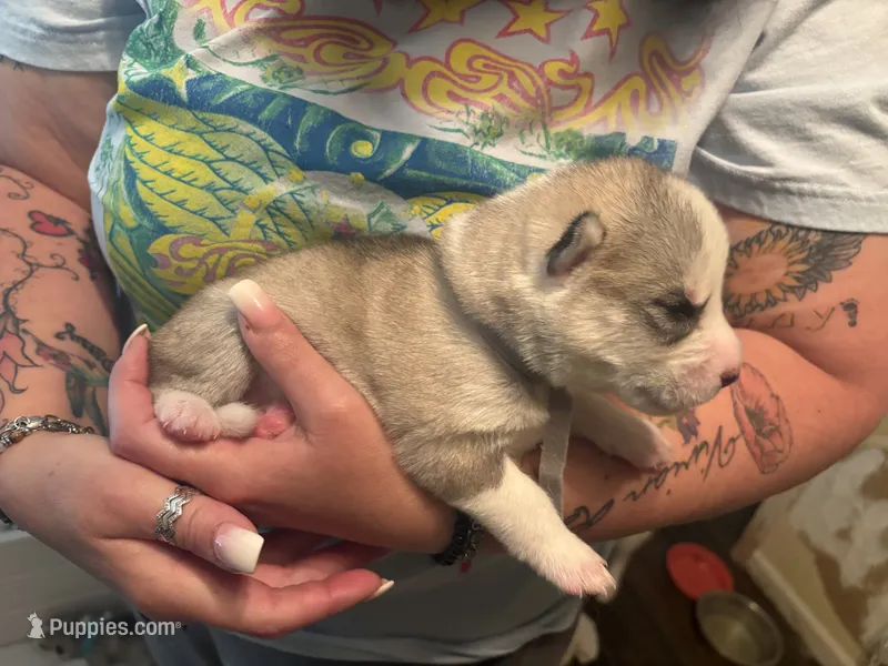 Thor – Siberian Husky puppy for sale in South Bend, IN