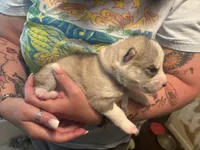 Thor, a male Siberian Husky for sale in South Bend, IN – 1 of 3