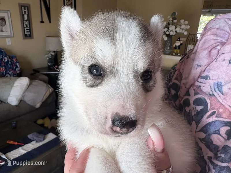 Pink collar – Siberian Husky puppy for sale in South Bend, IN
