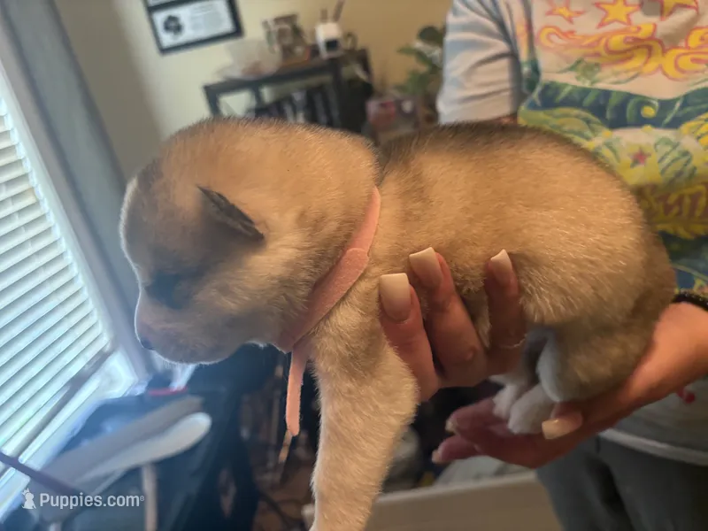 Pink collar – Siberian Husky puppy for sale in South Bend, IN