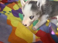 Black and white , a male Siberian Husky for sale in South Bend, IN – 2 of 7