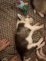Black and white , a male Siberian Husky for sale in South Bend, IN – 3 of 7