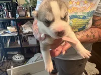 Pink collar, a female Siberian Husky for sale in South Bend, IN – 3 of 3