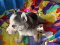 Black and white , a male Siberian Husky for sale in South Bend, IN – 4 of 7