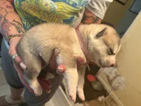 Pink collar, a female Siberian Husky for sale in South Bend, IN – 2 of 3