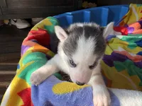 Black and white , a male Siberian Husky for sale in South Bend, IN – 5 of 7