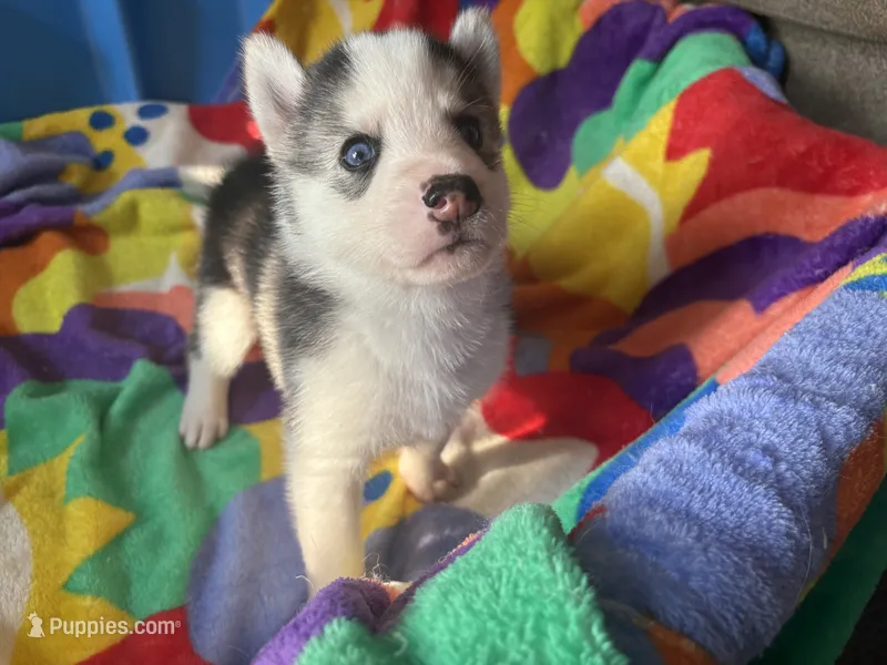 Black and white  – Siberian Husky puppy for sale in South Bend, IN