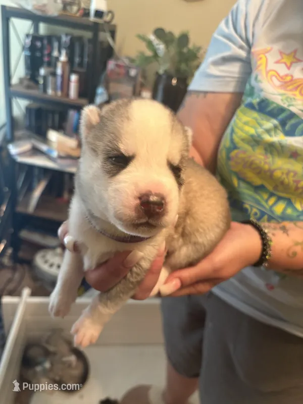 Purple collar – Siberian Husky puppy for sale in South Bend, IN