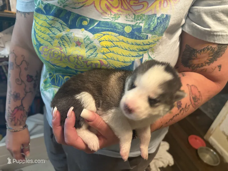 White collar  – Siberian Husky puppy for sale in South Bend, IN