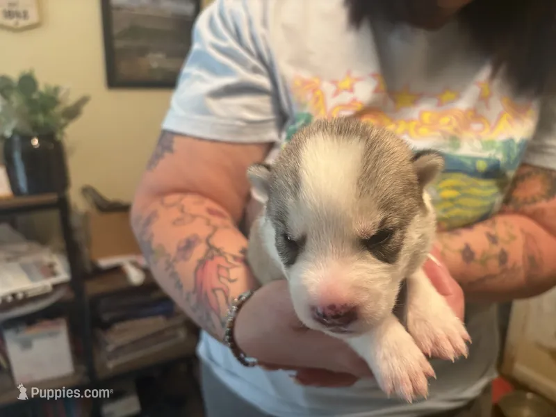 Thor – Siberian Husky puppy for sale in South Bend, IN