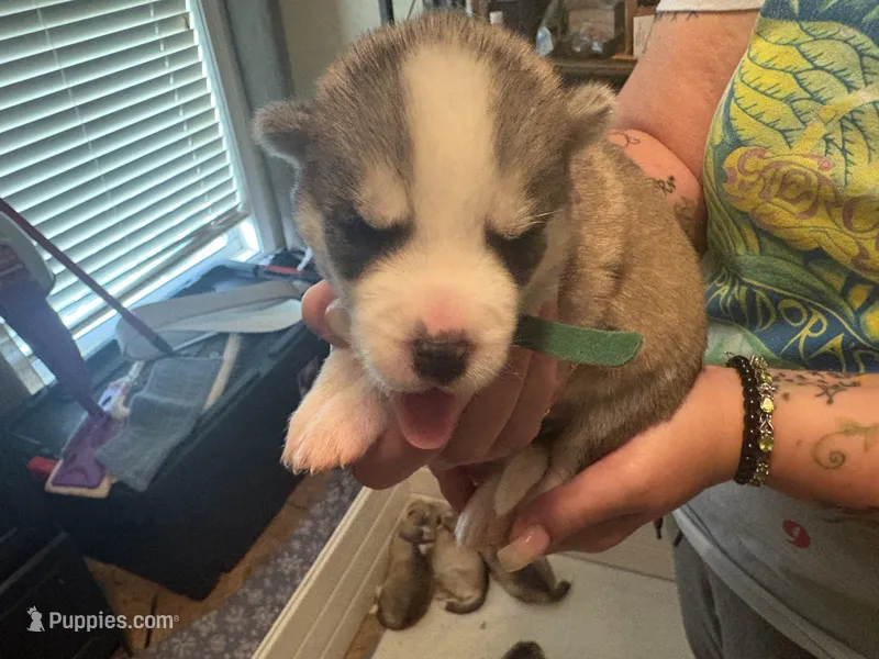 Green collar – Siberian Husky puppy for sale in South Bend, IN