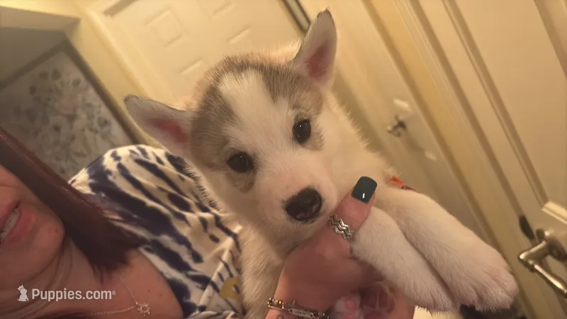 Thor – Siberian Husky puppy for sale in South Bend, IN
