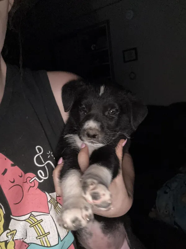 Puppy – Dalmatian, Siberian Husky puppy for sale in Walsenburg, CO