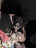 Puppy, a female Dalmatian and Siberian Husky for sale in Walsenburg, CO – Photo 1 of 5