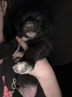 Puppy, a female Dalmatian and Siberian Husky for sale in Walsenburg, CO – Photo 5 of 5