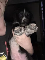 Puppy, a female Dalmatian and Siberian Husky for sale in Walsenburg, CO – Photo 2 of 5