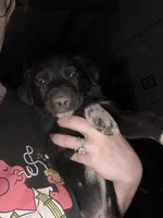 Puppy, a female Dalmatian and Siberian Husky for sale in Walsenburg, CO – Photo 4 of 5