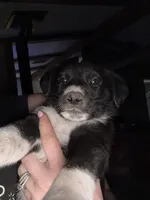 Puppy, a female Dalmatian and Siberian Husky for sale in Walsenburg, CO – Photo 3 of 5