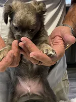Matt, a male Chihuahua for sale in Crestview, FL – 2 of 3