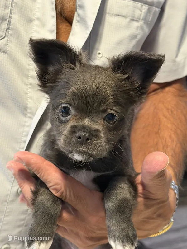Piper – Chihuahua puppy for sale in Crestview, FL