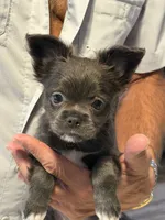 Piper, a female Chihuahua for sale in Crestview, FL – 1 of 3