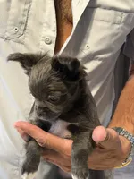 Piper, a female Chihuahua for sale in Crestview, FL – 2 of 3