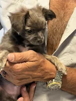Matt, a male Chihuahua for sale in Crestview, FL – 3 of 3