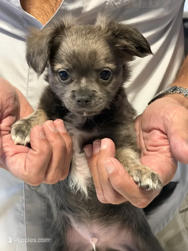 Matt – Chihuahua puppy for sale in Crestview, FL