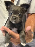 Piper, a female Chihuahua for sale in Crestview, FL – 3 of 3