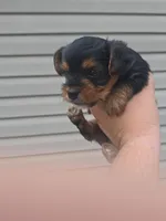 Selah, a female Yorkshire Terrier for sale in Warrensville, NC – Photo 3 of 5