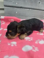 Selah, a female Yorkshire Terrier for sale in Warrensville, NC – Photo 5 of 5