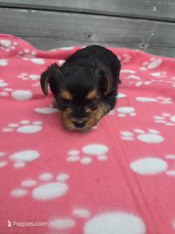 Selah – Yorkshire Terrier puppy for sale in Warrensville, NC