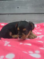 Selah, a female Yorkshire Terrier for sale in Warrensville, NC – Photo 2 of 5