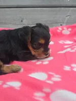 Selah, a female Yorkshire Terrier for sale in Warrensville, NC – Photo 4 of 5