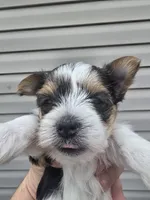 Zena, a female Yorkshire Terrier for sale in Warrensville, NC – Photo 4 of 4