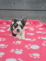 Zena, a female Yorkshire Terrier for sale in Warrensville, NC – Photo 1 of 4