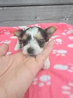 Zena, a female Yorkshire Terrier for sale in Warrensville, NC – Photo 3 of 4