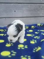 Champ, a male Yorkshire Terrier for sale in Warrensville, NC – Photo 2 of 4