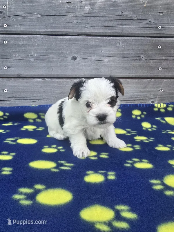 Champ – Yorkshire Terrier puppy for sale in Warrensville, NC