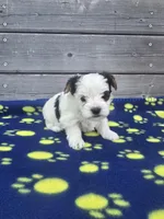 Champ, a male Yorkshire Terrier for sale in Warrensville, NC – Photo 1 of 4