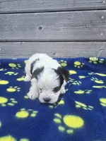 Champ, a male Yorkshire Terrier for sale in Warrensville, NC – Photo 3 of 4