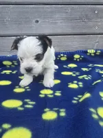 Champ, a male Yorkshire Terrier for sale in Warrensville, NC – Photo 4 of 4