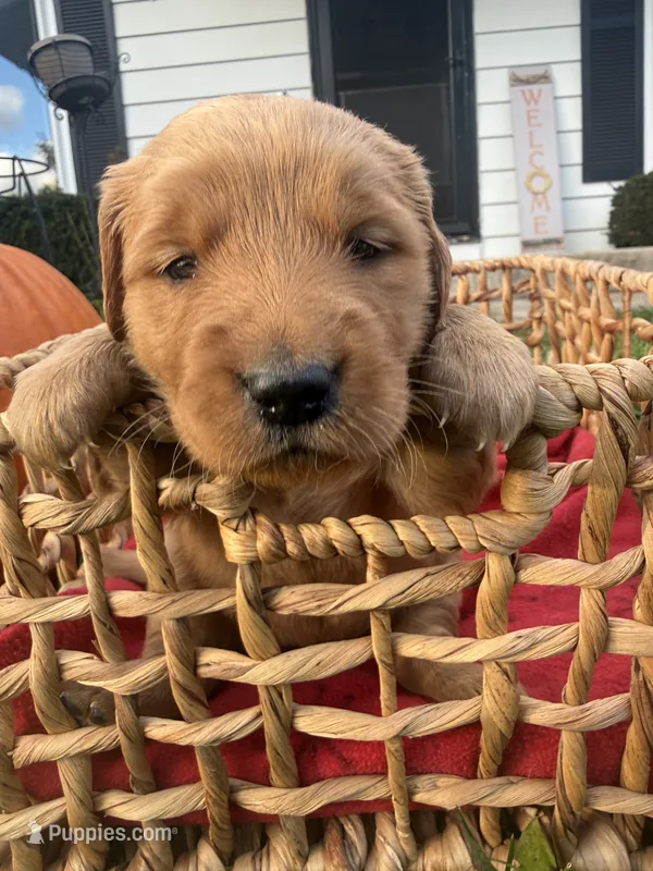 Maple – Golden Retriever puppy for sale in Madison, WI