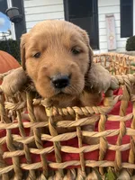 Maple, a female Golden Retriever for sale in Madison, WI – 1 of 4