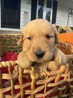 Peanut, a female Golden Retriever for sale in Madison, WI – 3 of 8